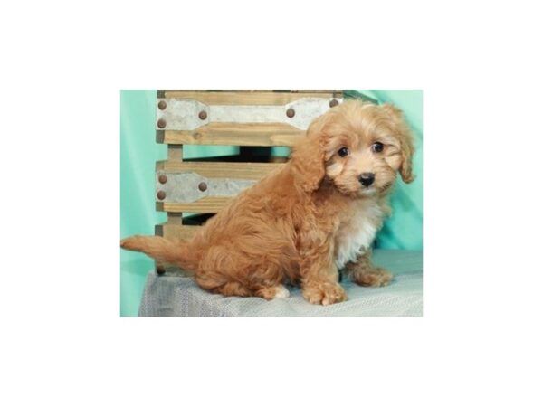 Cavapoo-DOG-Male-Red & White-8900-Petland San Antonio, TX