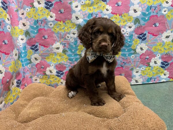 Cockapoo DOG Male chlt 6053 Petland San Antonio, TX