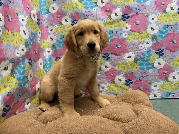 Golden Retriever DOG Male gldn 6054 Petland San Antonio, TX