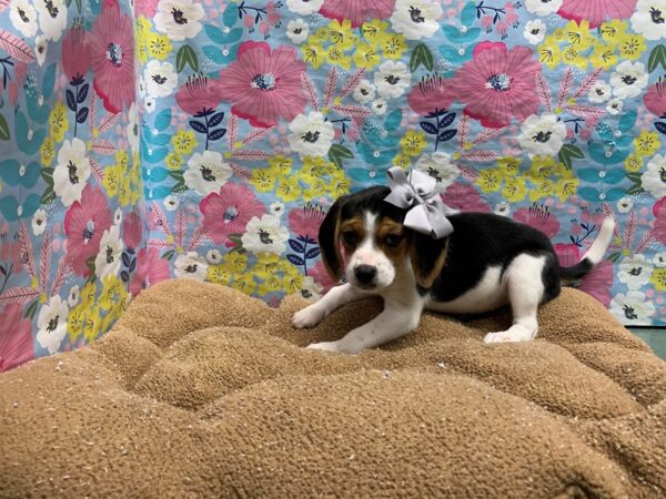 Beagle-DOG-Female-blk, wh & tn-6055-Petland San Antonio, TX