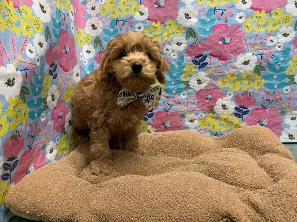 Cockapoo-DOG-Male-rd-6056-Petland San Antonio, TX