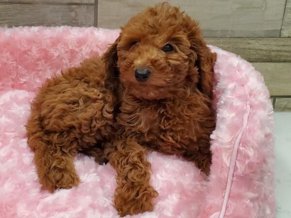 Miniature Goldendoodle-DOG-Female-Red-8894-Petland San Antonio, TX