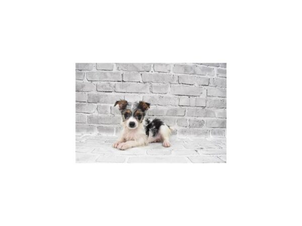 Yorkshire Terrier-DOG-Female-Black Tan and White-6067-Petland San Antonio, TX