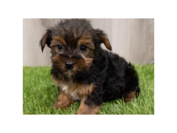 Yorkshire Terrier-DOG-Male-Black & Tan-8913-Petland San Antonio, TX