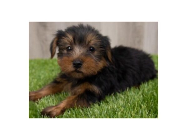 Yorkshire Terrier-DOG-Male-Black & Tan-8914-Petland San Antonio, TX