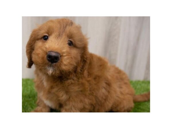 Miniature Goldendoodle-DOG-Male-Dark Red-8915-Petland San Antonio, TX