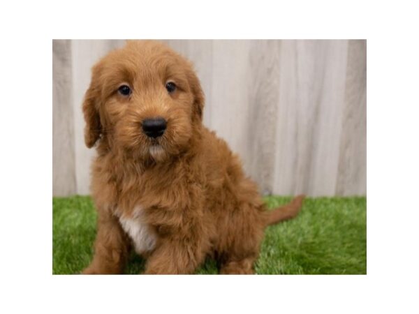 Miniature Goldendoodle DOG Male Dark Red 8916 Petland San Antonio, TX