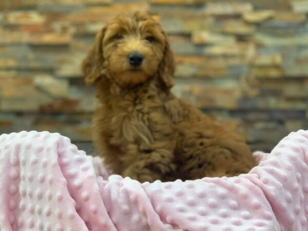 Mini Goldendoodle 3rd Generation DOG Female Red 8955 Petland San Antonio, TX