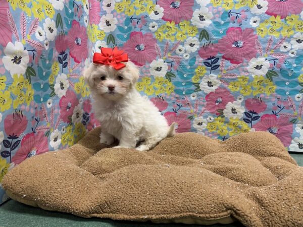 Shipoo DOG Female cr 6057 Petland San Antonio, TX