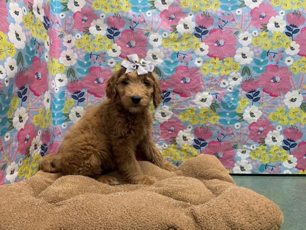 Goldendoodle-DOG-Female-dk gldn, wh mkgs-6058-Petland San Antonio, TX