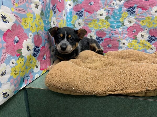 Australian Cattle Dog-DOG-Female-bl-6059-Petland San Antonio, TX