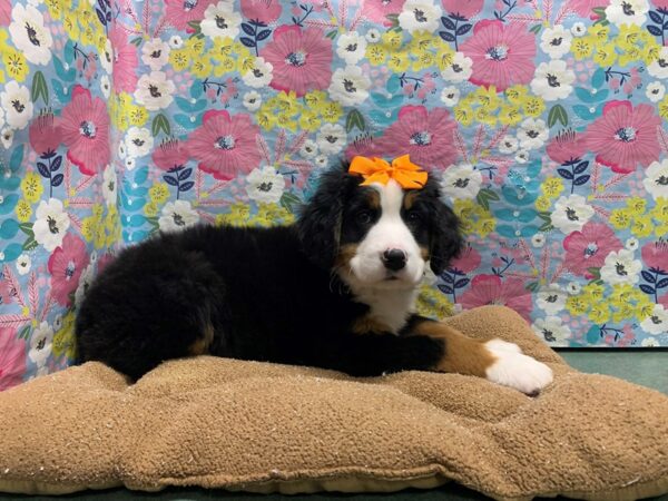 Bernese Mountain Dog DOG Female blk & tn wh mkgs 6060 Petland San Antonio, TX