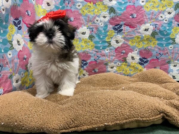 Shih Tzu-DOG-Female--6061-Petland San Antonio, TX