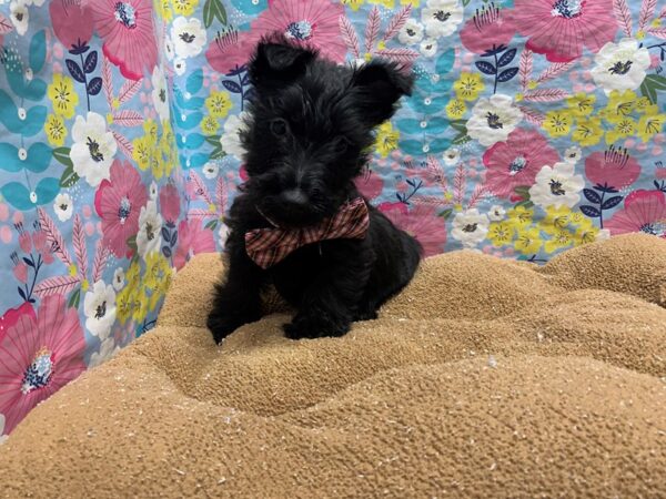 Scottish Terrier DOG Male blk 6062 Petland San Antonio, TX