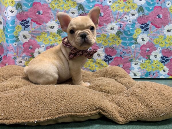 French Bulldog DOG Male cr 6063 Petland San Antonio, TX