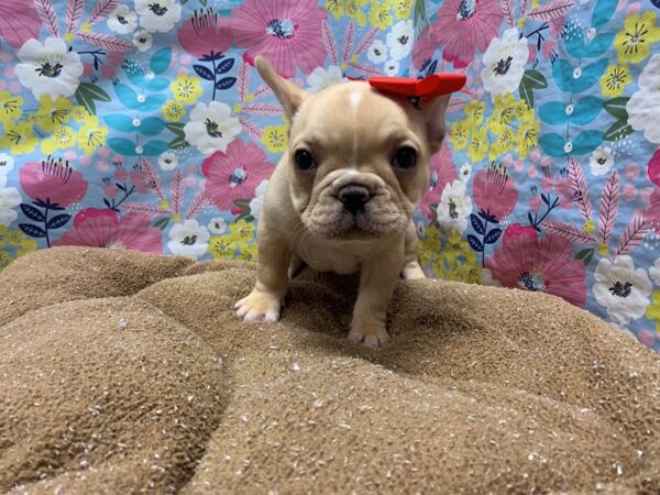 French Bulldog-DOG-Female-cr-6064-Petland San Antonio, TX