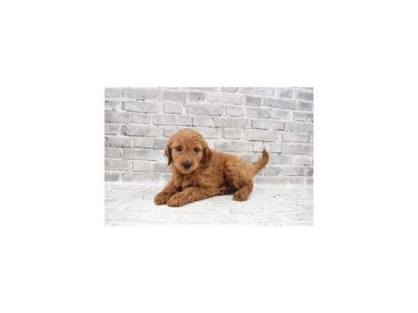 Mini Goldendoodle 2nd Gen-DOG-Male-Red-6065-Petland San Antonio, TX