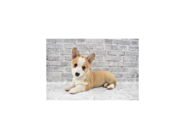 Pembroke Welsh Corgi-DOG-Male-Red-6066-Petland San Antonio, TX