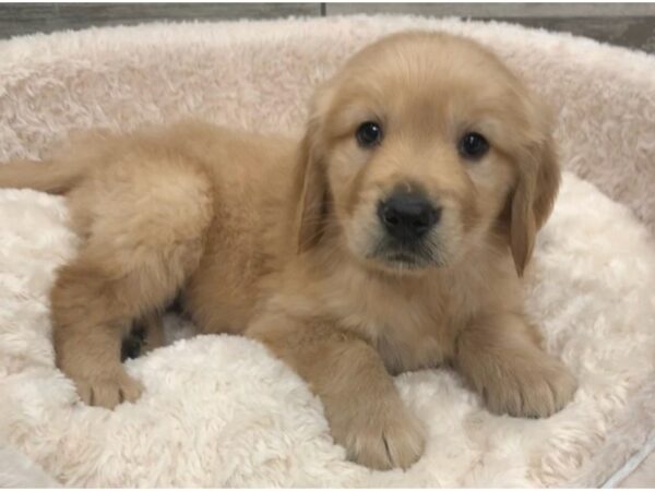 Golden Retriever-DOG-Male-Golden-8917-Petland San Antonio, TX