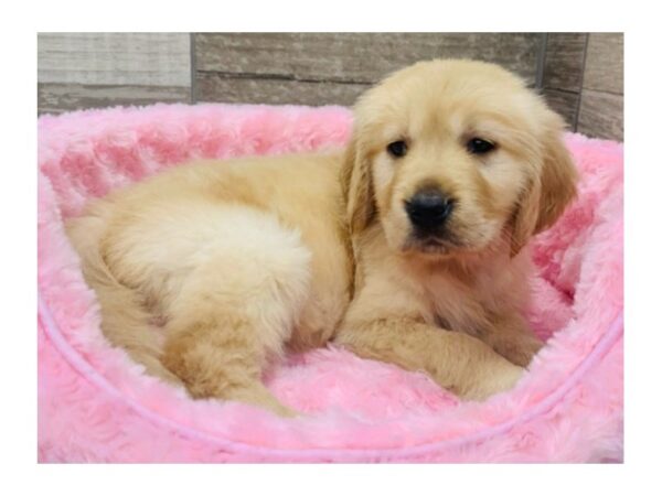 Golden Retriever-DOG-Female-Golden-8918-Petland San Antonio, TX