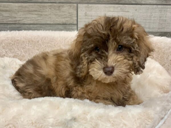 Cockapoo DOG Male Red Chocolate Merle 8920 Petland San Antonio, TX