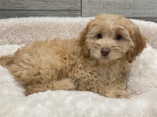 Cockapoo DOG Male Red 8921 Petland San Antonio, TX