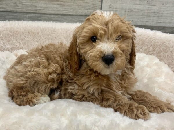 Miniature Goldendoodle DOG Male Cream 8922 Petland San Antonio, TX