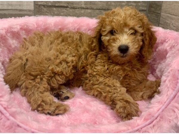Miniature Goldendoodle-DOG-Female-Apricot-8923-Petland San Antonio, TX