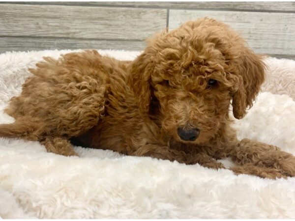 Goldendoodle-DOG-Male-Red-8924-Petland San Antonio, TX