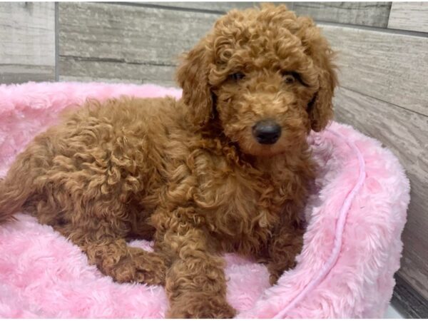 Goldendoodle-DOG-Female-Red-8925-Petland San Antonio, TX