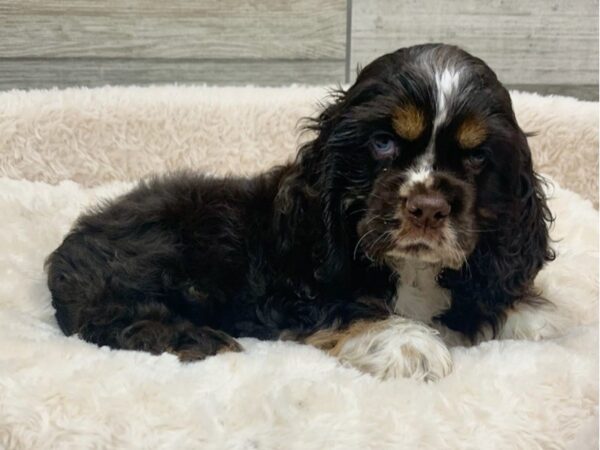 Cocker Spaniel DOG Male Chocolate Tan Merle 8926 Petland San Antonio, TX