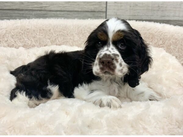 Cocker Spaniel DOG Male Chocolate White & Tan 8927 Petland San Antonio, TX