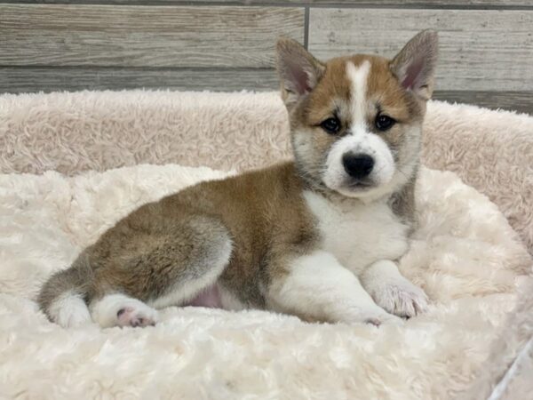 Shiba Inu-DOG-Male-Red Sesame & White-8928-Petland San Antonio, TX