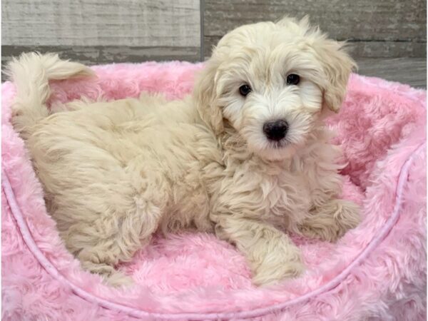 Miniature Goldendoodle-DOG-Female-Golden-8930-Petland San Antonio, TX