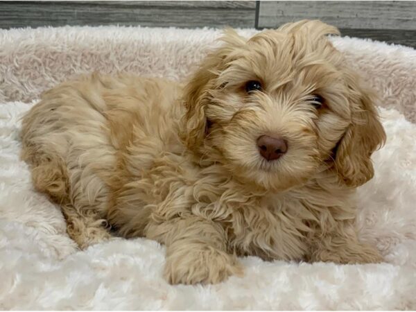 Miniature Goldendoodle-DOG-Male-Golden-8931-Petland San Antonio, TX