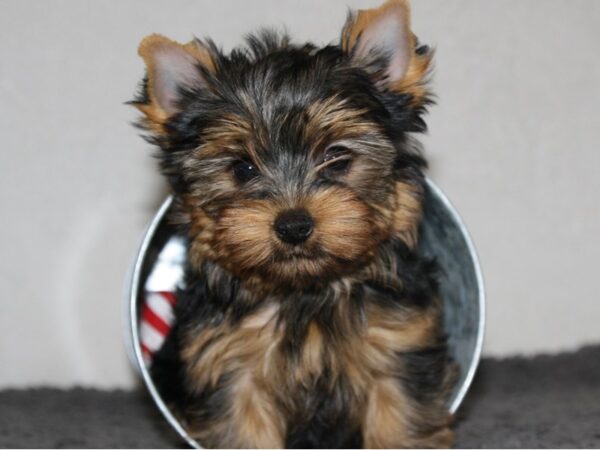 Yorkshire Terrier-DOG-Female-Black & Gold-8933-Petland San Antonio, TX