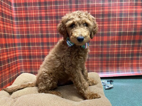 Goldendoodle-DOG-Male-rd-6069-Petland San Antonio, TX