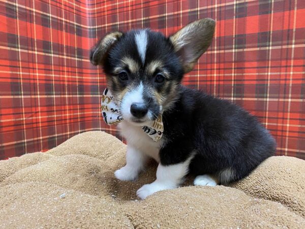 Pembroke Welsh Corgi-DOG-Male-blk & tn, wh mkgs-6070-Petland San Antonio, TX