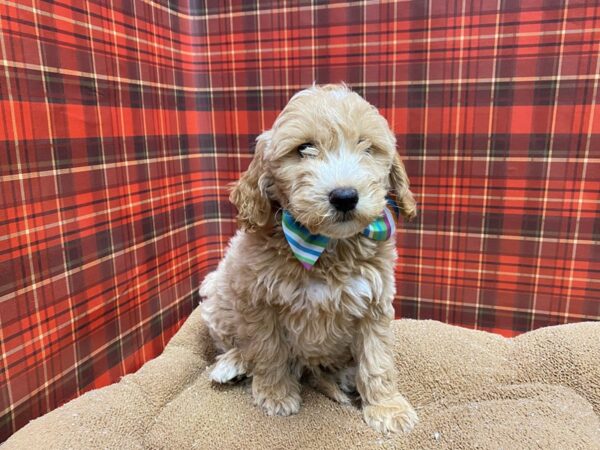 F1B Mini Goldendoodle DOG Male cr 6071 Petland San Antonio, TX