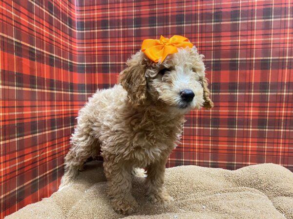 F1B Mini Goldendoodle DOG Female cr 6072 Petland San Antonio, TX