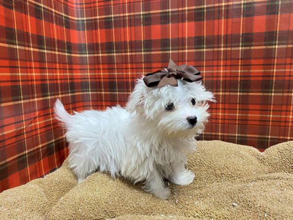 Maltese-DOG-Female-wh-6073-Petland San Antonio, TX