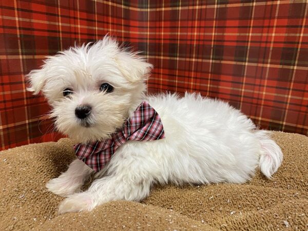 Maltese-DOG-Male-wh-6074-Petland San Antonio, TX