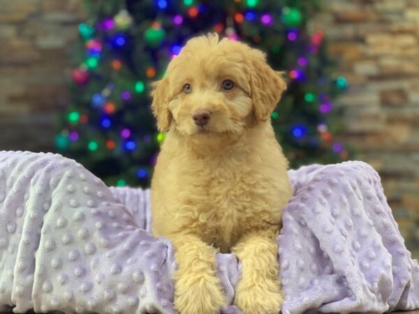 Toy Goldendoodle 2nd Gen DOG Female Cream 8957 Petland San Antonio, TX