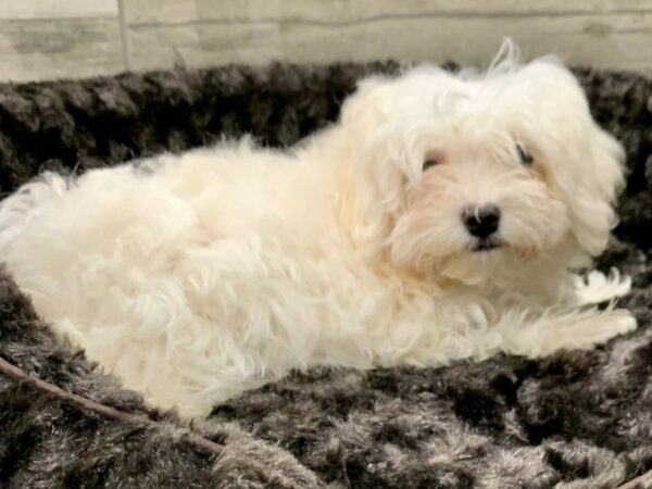 Maltese-DOG-Male-White-8932-Petland San Antonio, TX