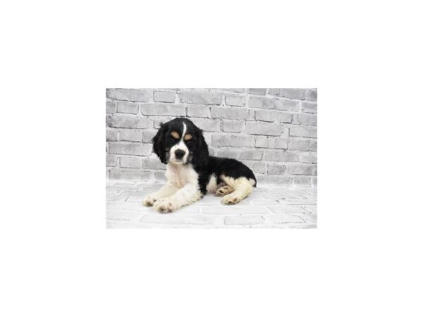Cocker Spaniel-DOG-Female-Black White and Tan-6081-Petland San Antonio, TX