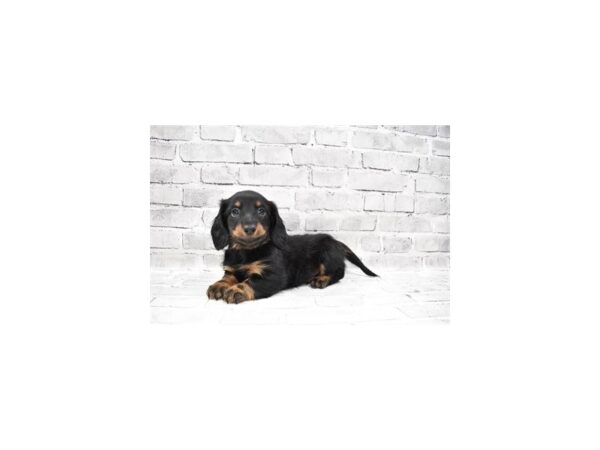 Dachshund-DOG-Male-Black and Tan-6082-Petland San Antonio, TX