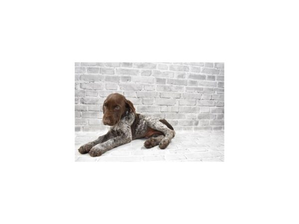 German Shorthair Pointer DOG Male Liver Roan 6083 Petland San Antonio, TX