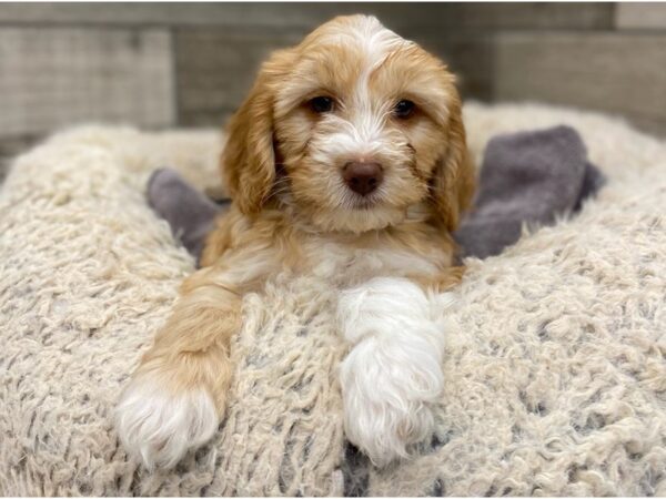 Cavachon Poo DOG Male Apricot 8936 Petland San Antonio, TX