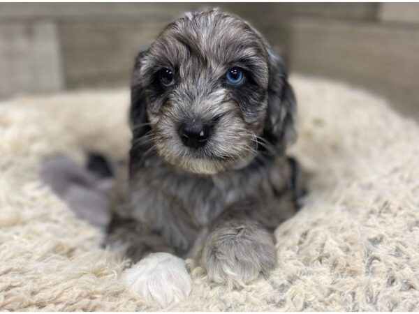 Cavachon Poo DOG Male Blue Merle 8937 Petland San Antonio, TX