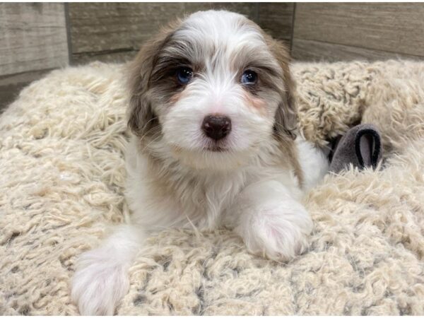 Cavachon Poo DOG Female Chocolate & White 8938 Petland San Antonio, TX